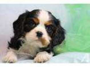 Cavalier King Charles Spaniel Puppy for sale in ELK CITY, KS, USA