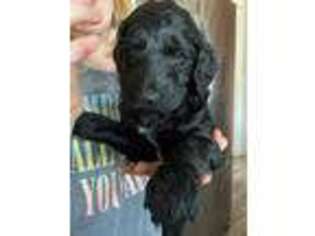 Goldendoodle Puppy for sale in Callahan, FL, USA