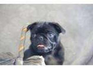 Pug Puppy for sale in Denver, PA, USA