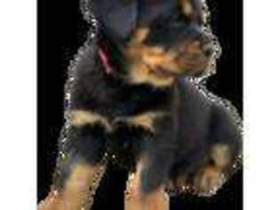 Rottweiler Puppy for sale in Henderson, NC, USA