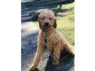 Goldendoodle Puppy for sale in Durham, NC, USA