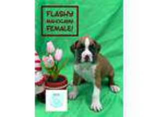 Boxer Puppy for sale in Nicholls, GA, USA