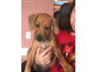 Rhodesian Ridgeback Puppy for sale in Tampa, FL, USA