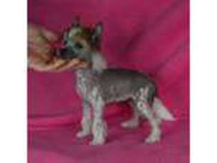 Chinese Crested Puppy for sale in Hagan, GA, USA