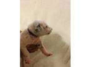 Dalmatian Puppy for sale in Chatsworth, GA, USA