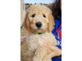 Goldendoodle Puppy for sale in Platte City, MO, USA