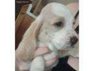Basset Hound Puppy for sale in Alexandria, KY, USA