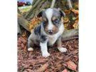 Miniature Australian Shepherd Puppy for sale in Plato, MO, USA