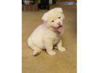 Akita Puppy for sale in Pfafftown, NC, USA