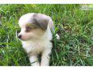Miniature Australian Shepherd Puppy for sale in Decatur, AL, USA