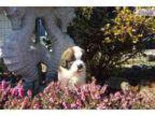 Saint Bernard Puppy for sale in Portland, OR, USA