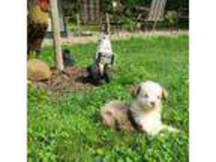 Miniature Australian Shepherd Puppy for sale in Bethany, CT, USA