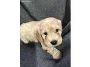 Goldendoodle Puppy for sale in Archbold, OH, USA