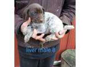 German Shorthaired Pointer Puppy for sale in Bradford, OH, USA