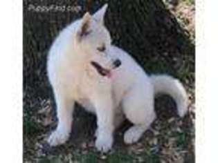 Siberian Husky Puppy for sale in Oak Grove, LA, USA