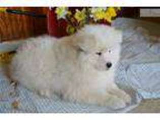 Samoyed Puppy for sale in Reading, PA, USA