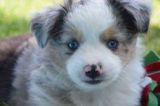 Miniature Australian Shepherd Puppy for sale in Clinton, NJ, USA