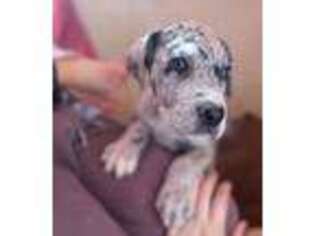 Great Dane Puppy for sale in Athens, TX, USA