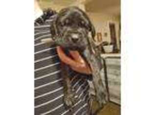 Mastiff Puppy for sale in Brockton, MA, USA