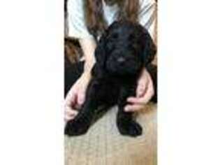 Labradoodle Puppy for sale in Britt, IA, USA