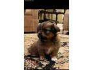 Shorkie Tzu Puppy for sale in Pamplico, SC, USA