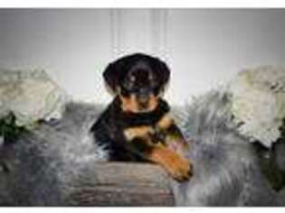 Rottweiler Puppy for sale in West Olive, MI, USA