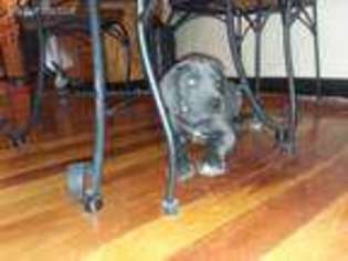 Great Dane Puppy for sale in Deerbrook, WI, USA