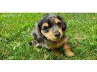 Dachshund Puppy for sale in New Paris, IN, USA