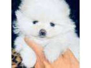 Pomeranian Puppy for sale in Lake City, SC, USA