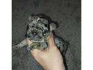 French Bulldog Puppy for sale in New Bedford, MA, USA