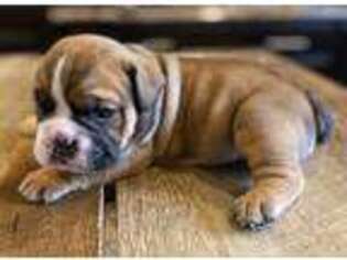 Bulldog Puppy for sale in Wiconisco, PA, USA