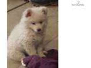 American Eskimo Dog Puppy for sale in Fort Collins, CO, USA