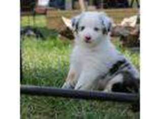 Miniature Australian Shepherd Puppy for sale in Williamsburg, MO, USA