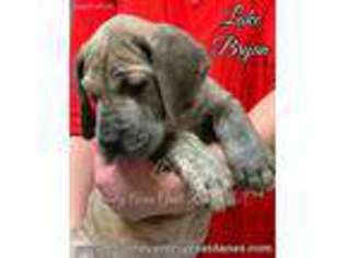 Great Dane Puppy for sale in Opelousas, LA, USA