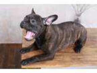 French Bulldog Puppy for sale in Trenton, NJ, USA