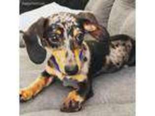 Dachshund Puppy for sale in Savannah, GA, USA