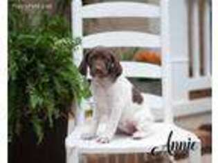 German Shorthaired Pointer Puppy for sale in Abbeville, SC, USA