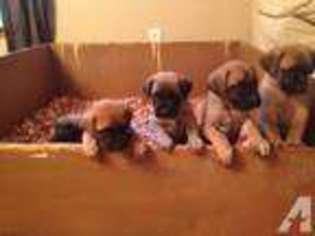 Mastiff Puppy for sale in LOVELAND, OH, USA
