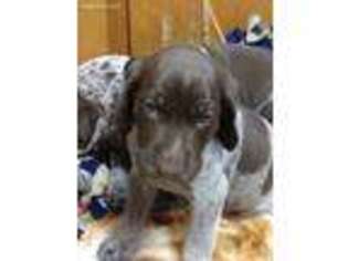 German Shorthaired Pointer Puppy for sale in Coshocton, OH, USA