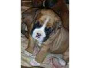 Valley Bulldog Puppy for sale in Frenchville, PA, USA