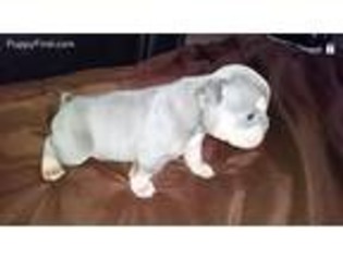 Olde English Bulldogge Puppy for sale in Sullivan, IL, USA