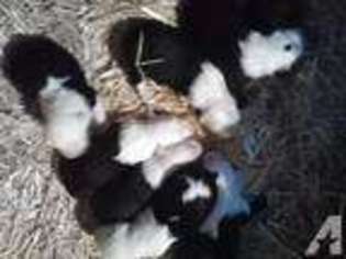 Old English Sheepdog Puppy for sale in GLENDALE, OR, USA