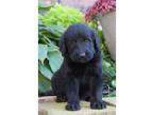 Labradoodle Puppy for sale in New Enterprise, PA, USA
