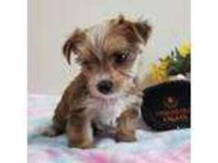 Yorkshire Terrier Puppy for sale in Disputanta, VA, USA