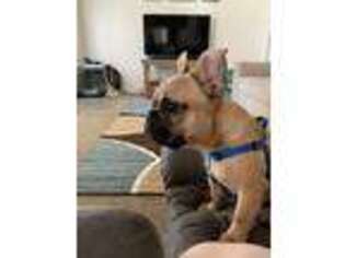 French Bulldog Puppy for sale in Yucaipa, CA, USA