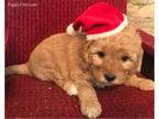 Goldendoodle Puppy for sale in Independence, IA, USA