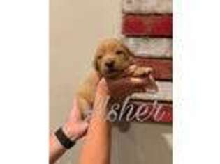 Golden Retriever Puppy for sale in Wilmington, CA, USA