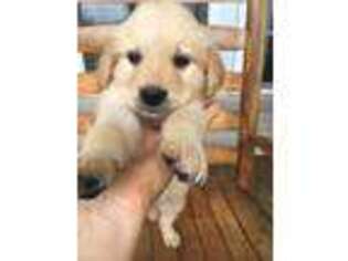 Golden Retriever Puppy for sale in Hartsville, TN, USA