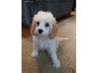 Cavapoo Puppy for sale in Saluda, NC, USA