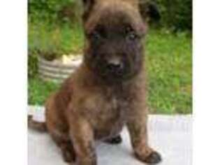 Dutch Shepherd Dog Puppy for sale in Flint, MI, USA